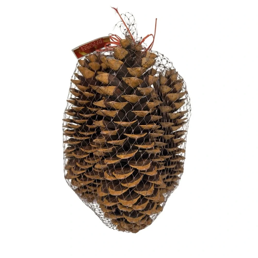 Lot Of 3 Large 13 Inch Sugar Pine Cones New Rooms In Bloom NWT